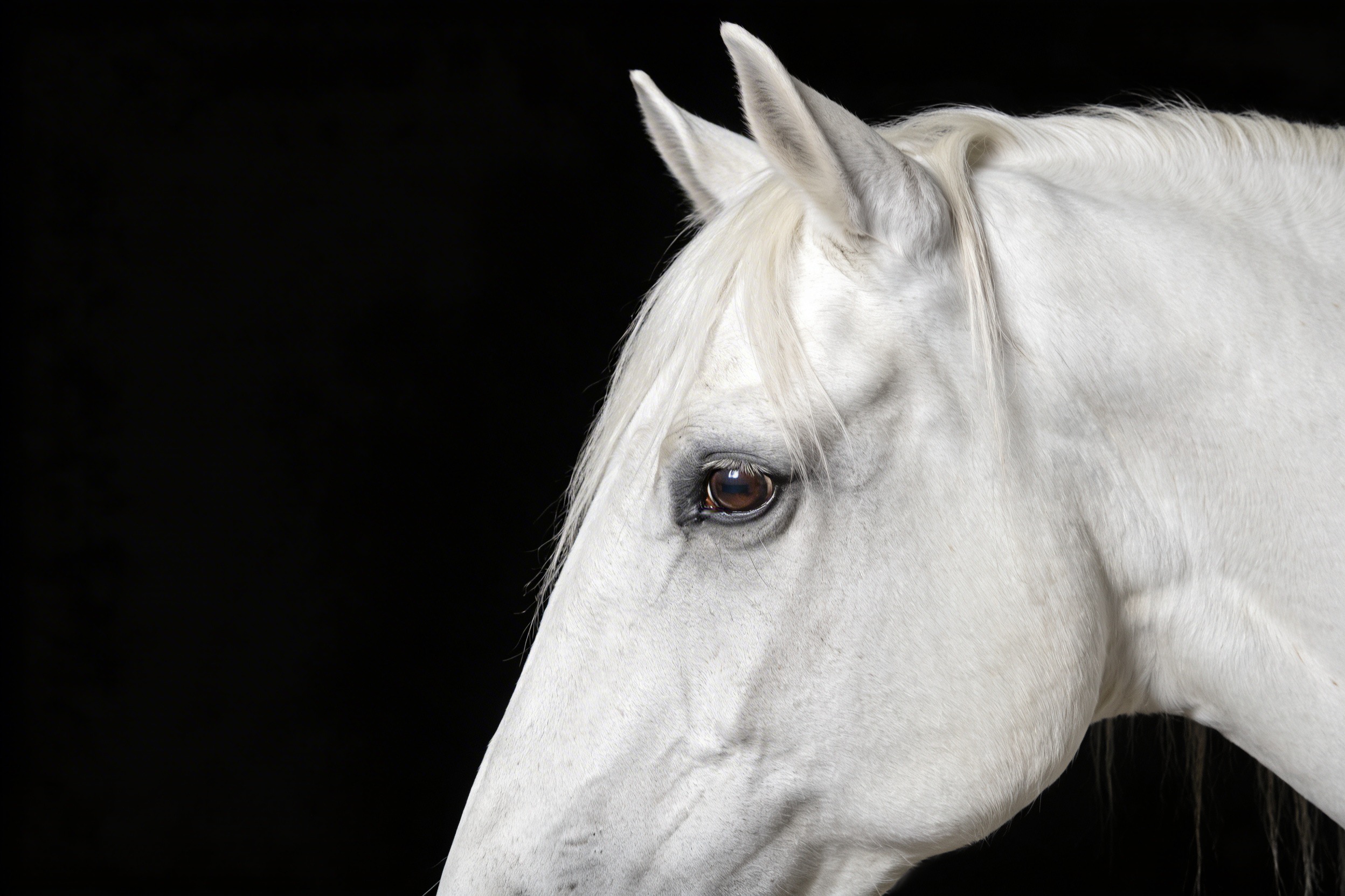 Presencia en ferias (SICAB)